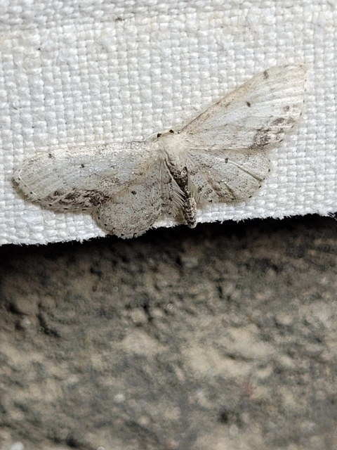 Idaea dimidiata - gyakori apróaraszoló