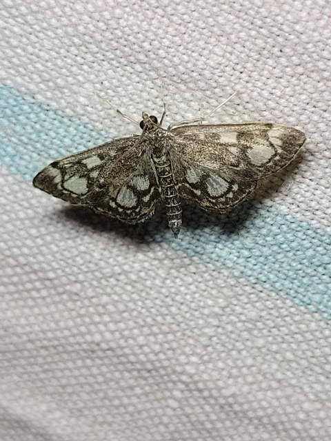 Anania coronata - koronás dudvamoly