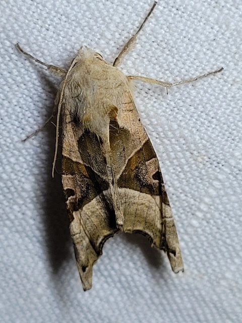 Phlogophora meticulosa - vándorló csipkésbagoly
