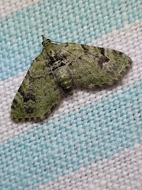 Chloroclystis v-ata - zöldes törpearaszoló