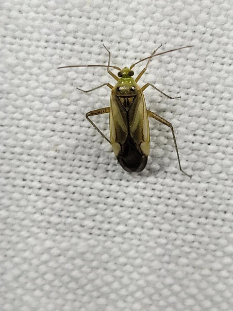 Adelphocoris lineolatus - lucernapoloska
