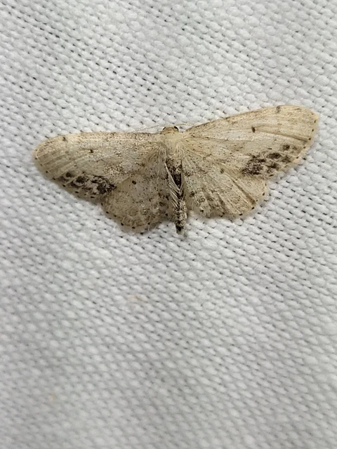 Idaea dimidiata - gyakori apróaraszoló