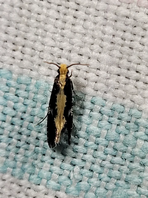 Tineidae - ruhamolyfélék