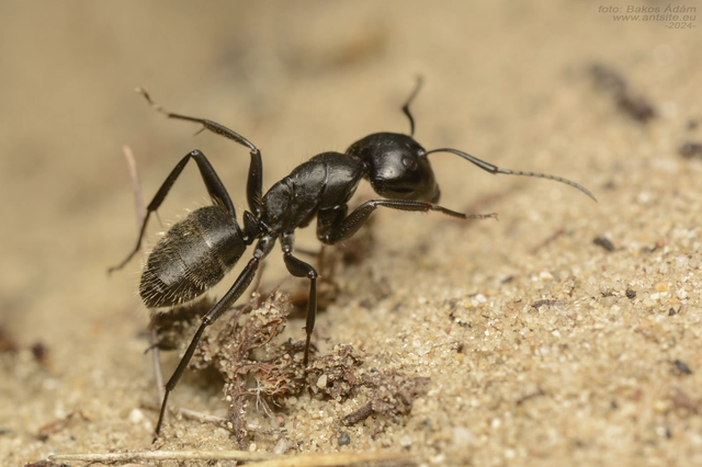 Camponotus vagus - fekete lóhangya