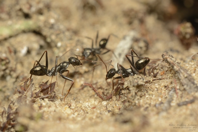 Cataglyphis aenescens - fekete fürgehangya