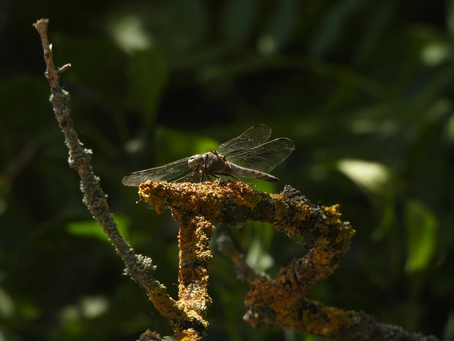 Orthetrum cancellatum - feketefarkú pásztorszitakötő