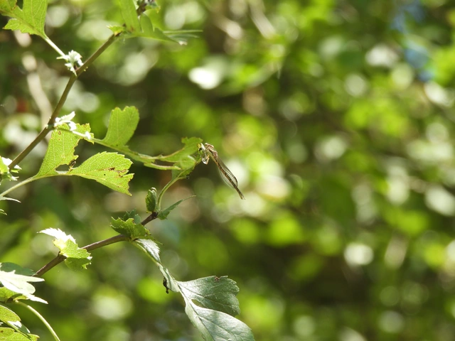 Sympecma fusca - téli rablószitakötő