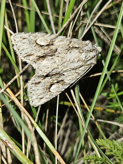 Meganephria bimaculosa - kétfoltos szilbagoly