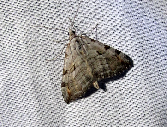 Aplocera efformata/plagiata