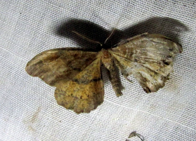 Artiora evonymaria - kecskerágó-araszoló