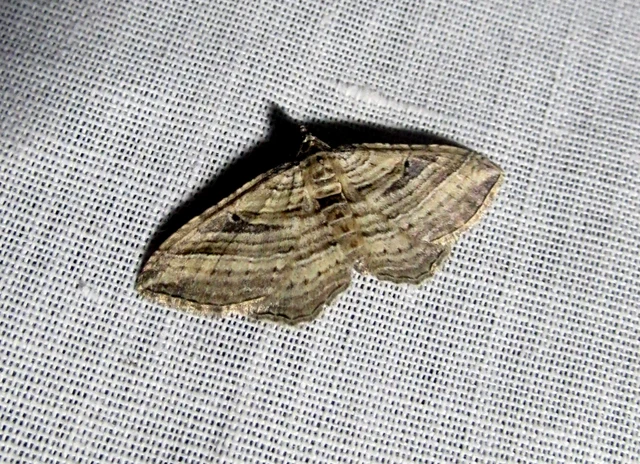 Costaconvexa polygrammata - soksávú araszoló