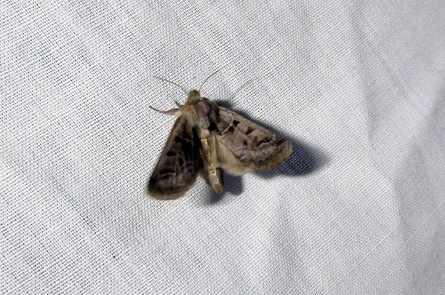 Episema tersa - hármasjegyű liliombagoly