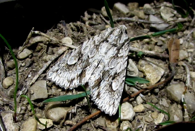 Meganephria bimaculosa - kétfoltos szilbagoly
