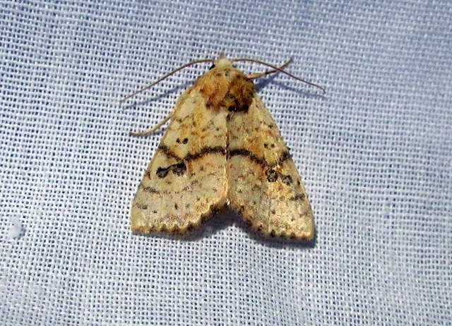 Tiliacea sulphurago - kénes sárgabagoly