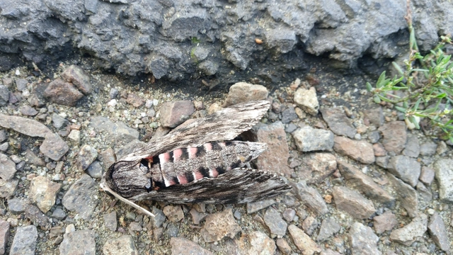 Agrius convolvuli - szulákszender