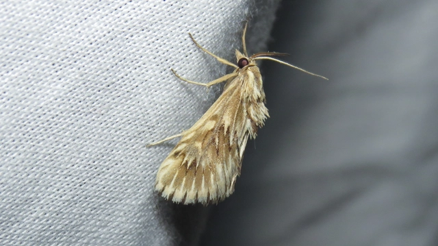 Cynaeda dentalis - gyakori ciframoly