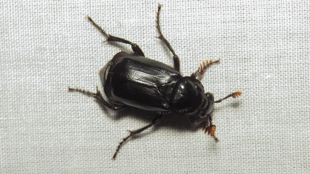 Nicrophorus humator - fekete temetőbogár