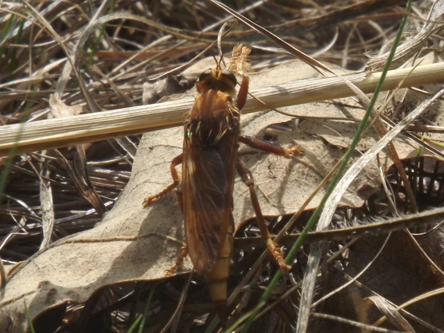 Asilus crabroniformis