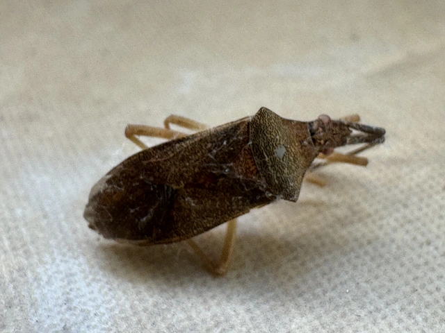 Gonocerus acuteangulatus - aranypetés karimáspoloska