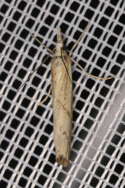 Pediasia contaminella - mocskos fűgyökérmoly