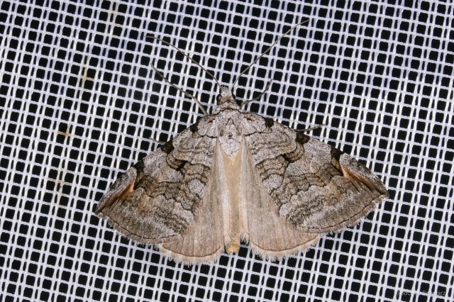 Aplocera plagiata - szürke csíkosaraszoló