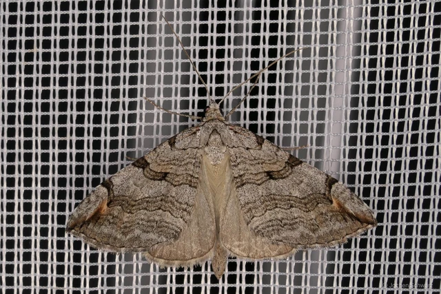Aplocera plagiata - szürke csíkosaraszoló
