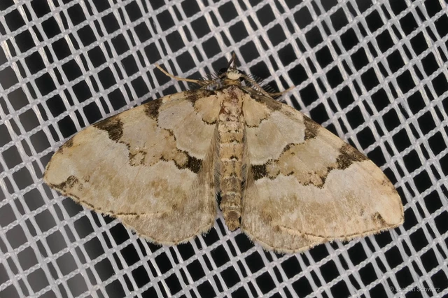 Colostygia pectinataria - zöld levélaraszoló