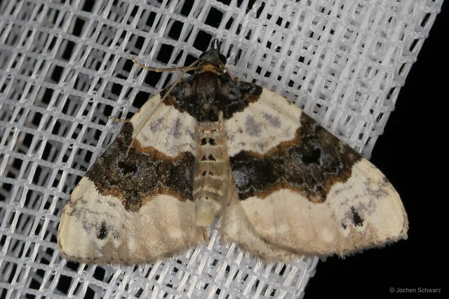 Cosmorhoe ocellata - szemes galajaraszoló