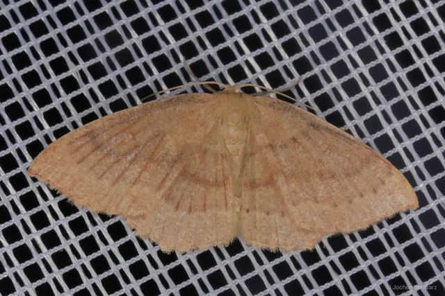 Cyclophora linearia - vonalas pettyesaraszoló
