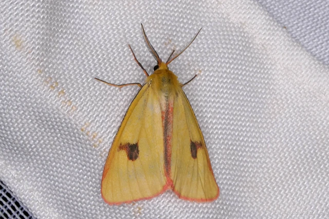 Diacrisia sannio - vörösszélű medvelepke