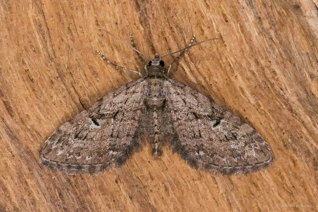 Eupithecia pusillata - lucfenyő-törpearaszoló