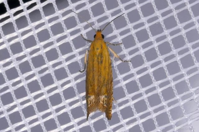 Lathronympha strigana - orbáncfű-magrágómoly