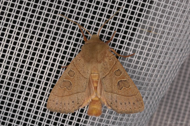 Mesogona acetosellae - madársóskabagoly