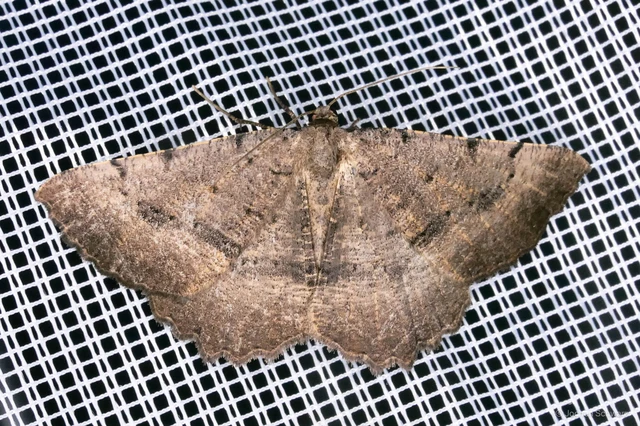 Odontognophos dumetata - csücskös sziklaaraszoló