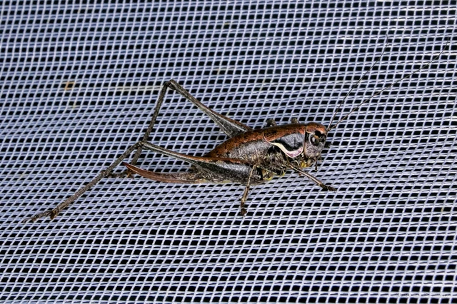 Pholidoptera fallax - galléros avarszöcske