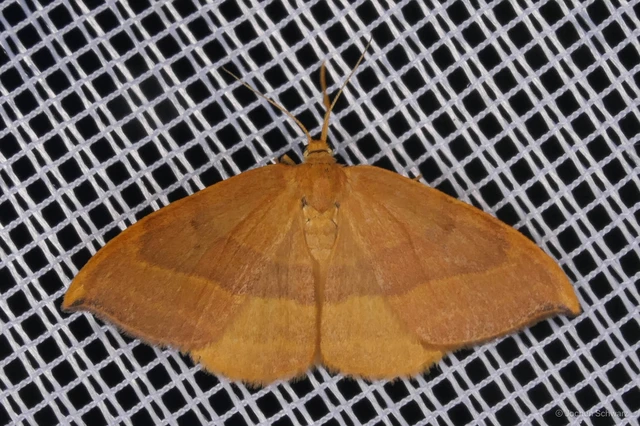 Watsonalla cultraria - bükkfa-sarlósszövő