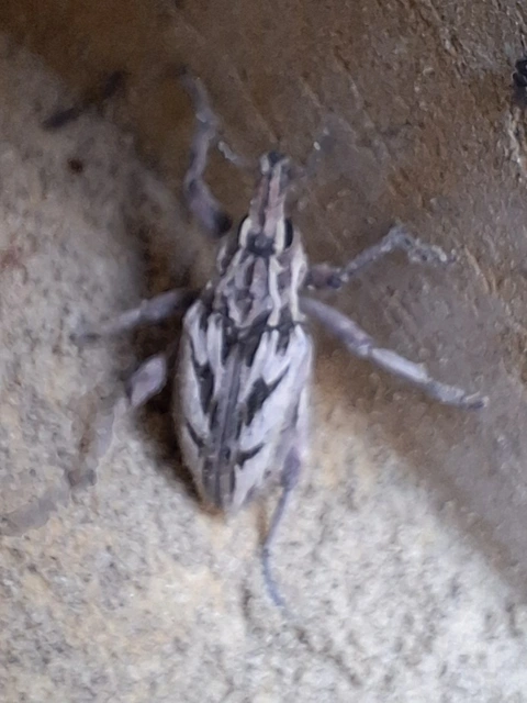 Coniocleonus nigrosuturatus - nyíljegyes barkó