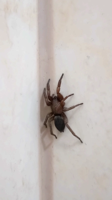 Scotophaeus