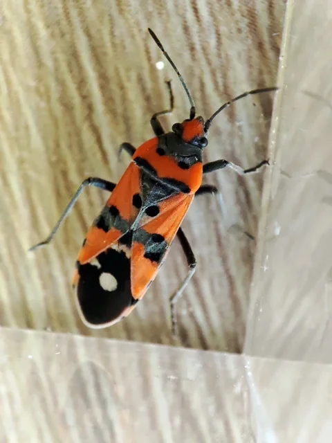 Lygaeus equestris/simulans