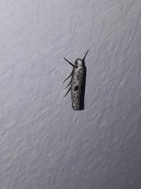 Yponomeuta plumbella - pókhálós bengemoly