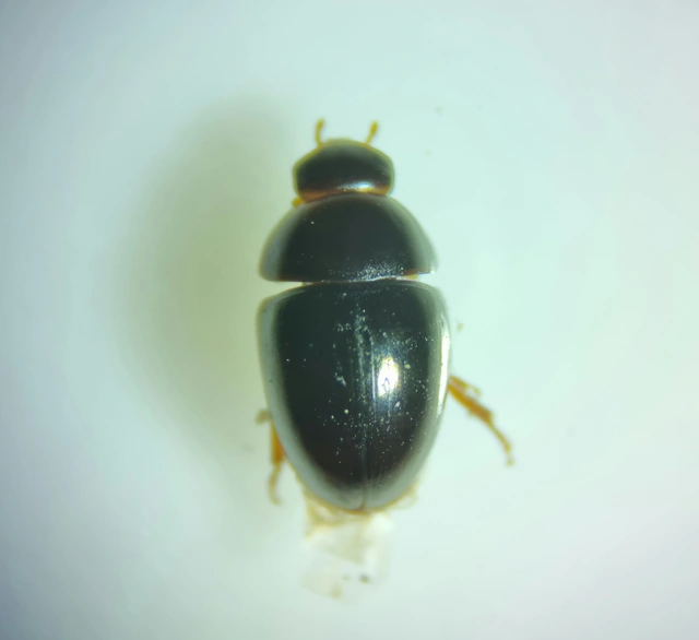 Phalacridae - kalászbogárfélék Phalacridae - kalászbogárfélék