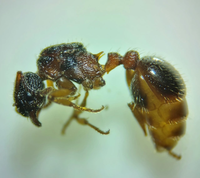 Myrmica schencki - kétszínű bütyköshangya