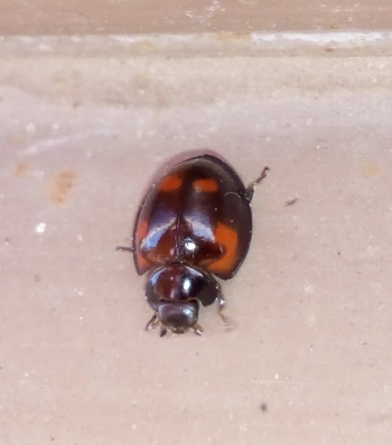 Exochomus quadripustulatus - négyfoltos szerecsenkata