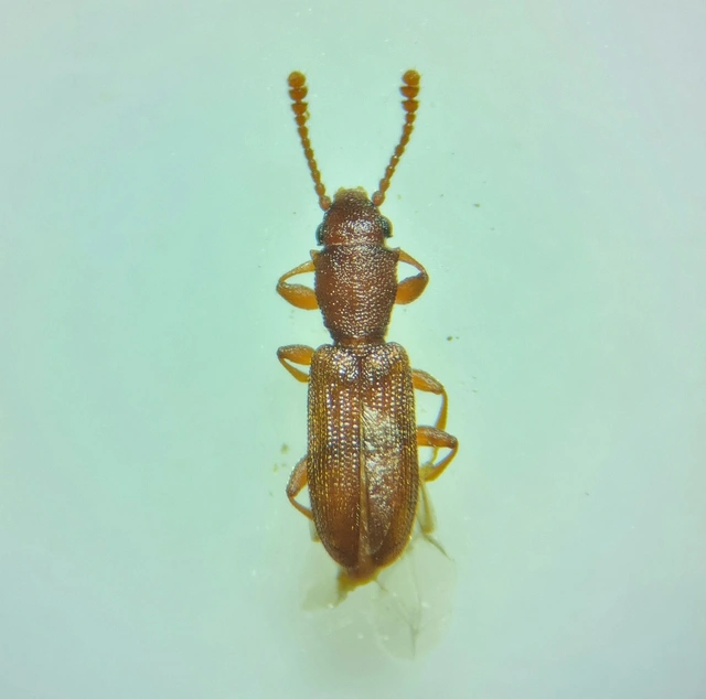 Silvanus unidentatus - rozsdás fogasnyakú-lapbogár