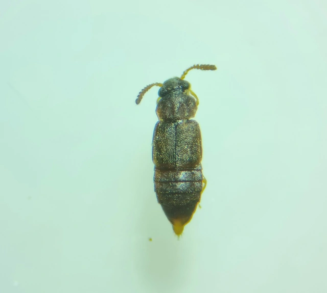 Phloeonomus minimus - érdes kéregholyva