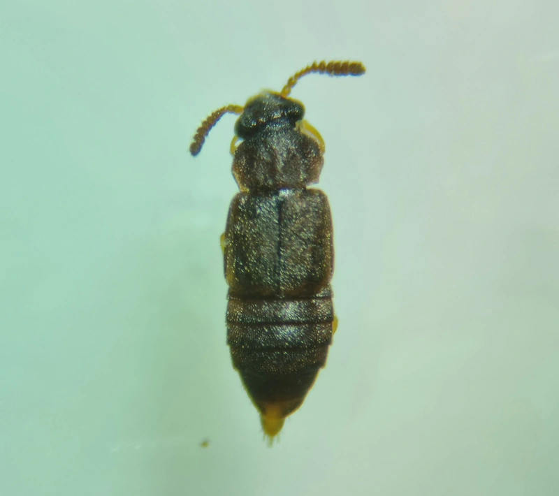 Phloeonomus minimus - érdes kéregholyva