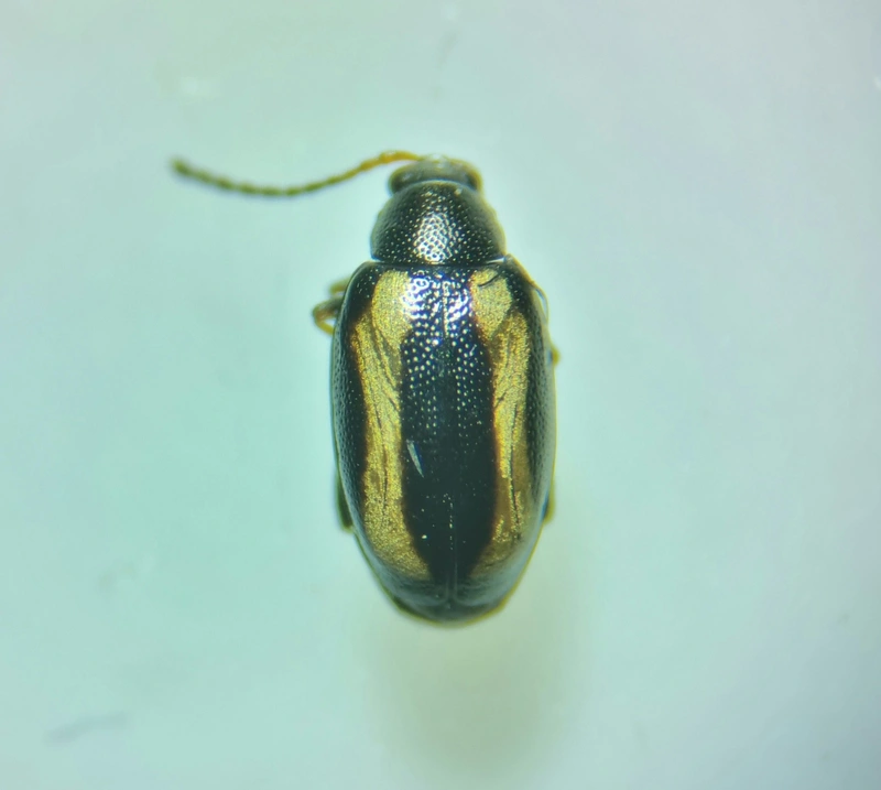 Phyllotreta undulata - csíkos káposzta-földibolha