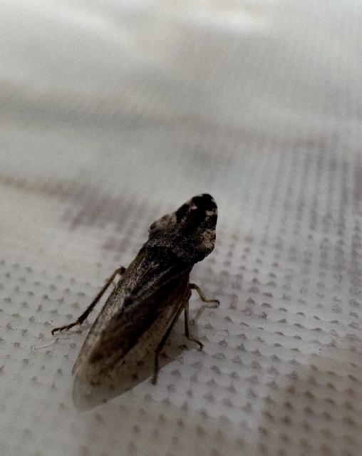 Eupelix cuspidata