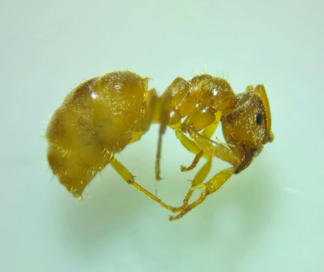 Lasius flavus - gyakori borostyánhangya