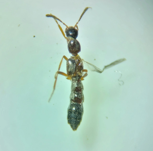 Tachyusa constricta - szúnyogképű cingárholyva